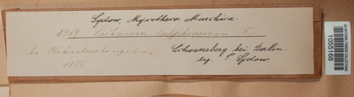 Lachnum sulphureum image